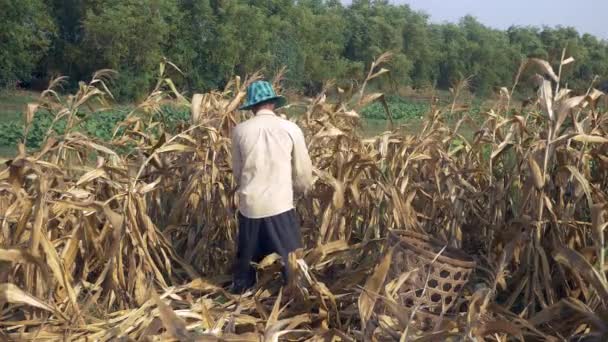 农民用手采摘玉米 然后把它扔到竹篮里 — 图库视频影像