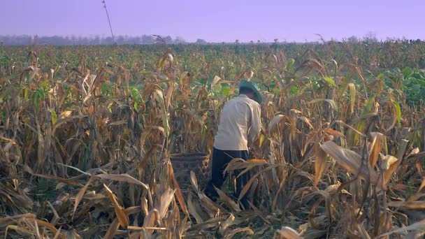 เกษตรกรเก าวโพดด วยม อและโยนม นลงในตะกร าไม — วีดีโอสต็อก