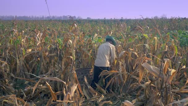 Boer Met Hand Plukken Van Maïs Gooien Het Een Mandje — Stockvideo