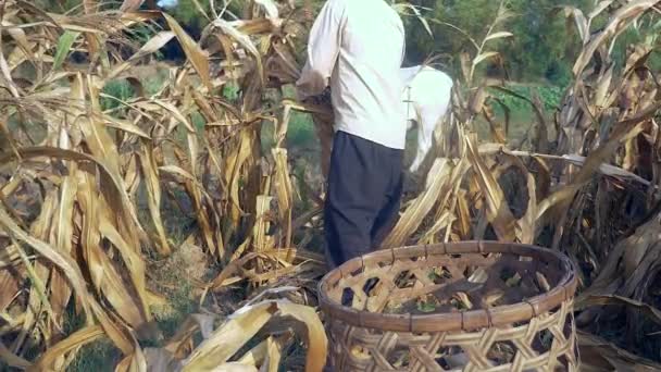 Фермер Збирає Кукурудзу Вручну Кидає Бамбуковий Кошик — стокове відео