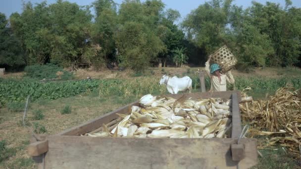 Farmář Vykládání Sklizené Obilí Bambusového Koše Dřevěný Vozík Okraji Pole — Stock video