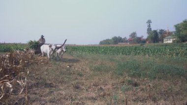 Çiftçi hasat Mısır ve mısır bitkileri bir alandan dolu bir öküz arabası at binme