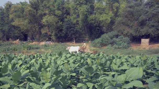 一个农民骑着满载收获玉米的牛车穿过烟草田的地球小路的背影 — 图库视频影像