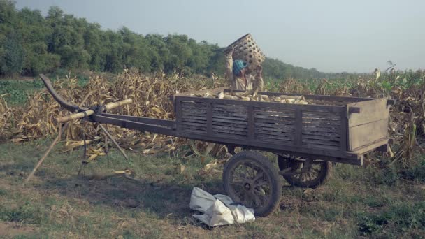 Boer Lossen Geoogste Maïs Uit Bamboe Mandje Aan Houten Winkelwagen — Stockvideo