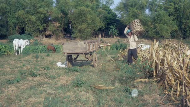 Αγρότης Εκφόρτωσης Καλαμπόκι Συγκομιδή Από Καλάθι Μπαμπού Στο Ξύλινο Καλάθι — Αρχείο Βίντεο