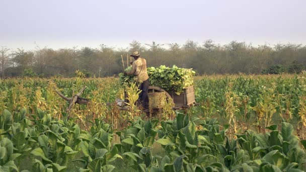 Agricoltore Che Estrae Foglie Tabacco Raccolte Cesto Bambù Mette Piatte — Video Stock