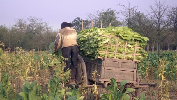 Фермер Бере Зібрані Листя Тютюну Бамбукового Кошика Розміщує Його Дерев — стокове відео