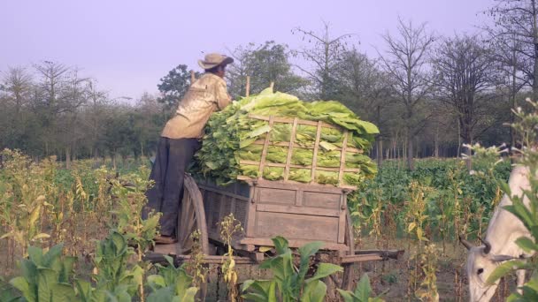 Agricoltore Che Estrae Foglie Tabacco Raccolte Cesto Bambù Mette Piatte — Video Stock