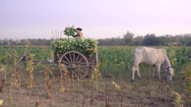 农民从竹篮里取出收获的烟叶 平放在烟草地里的木车上 — 图库视频影像