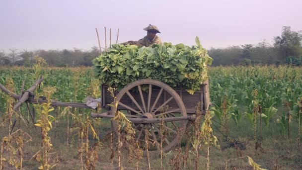 Farmář Vytěženým Tabák Listy Bambusového Koše Umístění Bytu Dřevěný Vozík — Stock video