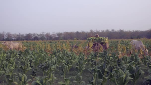 Landwirt Nimmt Geerntete Tabakblätter Aus Einem Bambuskorb Und Legt Sie — Stockvideo