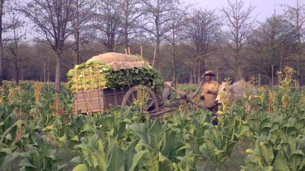 Farmář Upevnění Nosníku Rohy Volů Pro Tahání Vozíku Přetížený Vytěženým — Stock video