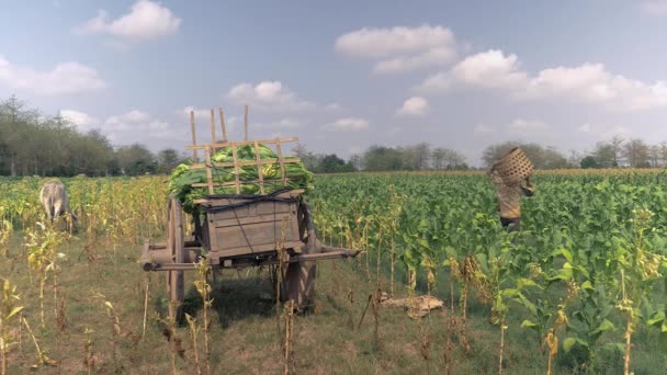 将收获的烟叶装上木车后 农民们用传统的竹篮回到地里 用手采摘新的烟叶 — 图库视频影像