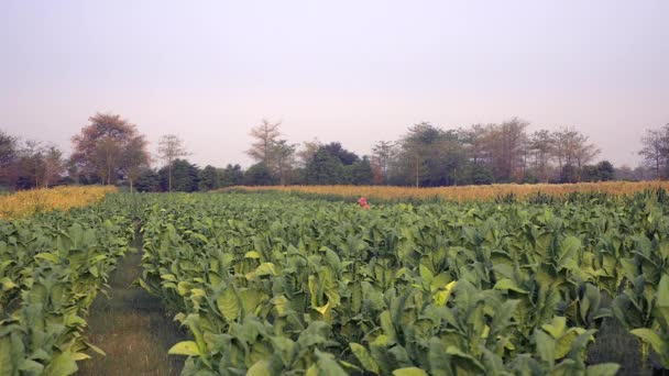 Vista Distancia Los Agricultores Que Recogen Hojas Tabaco Mano Campo — Vídeos de Stock