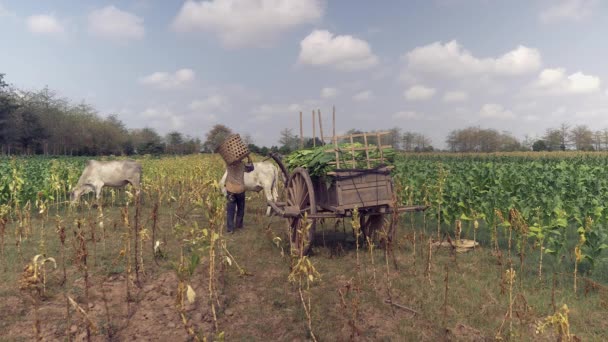 Loading Harvested Tobacco Leaves Wooden Cart Farmer Going Back Field — Stock Video