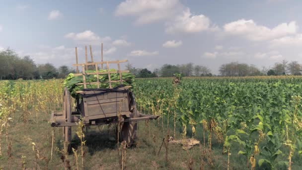 Farmer Carrying His Shoulder Bamboo Basket Filled Harvested Tobacco Leaves — Stock Video