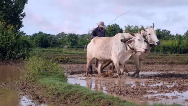 Nahaufnahme Eines Bauern Der Reisfelder Mit Ein Paar Zebus Pflügt — Stockvideo