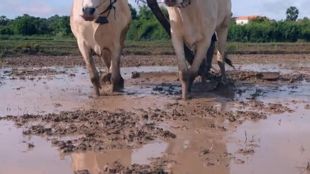 Close Farmer Plowing Paddy Field Couple Zebus — Stock Video
