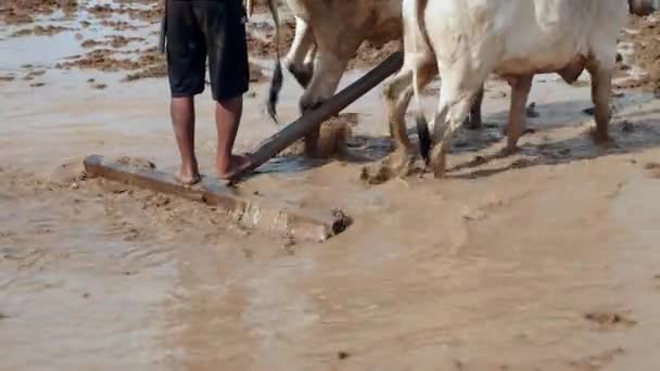 Perto Agricultor Arar Campo Paddy Com Par Zebus — Vídeo de Stock