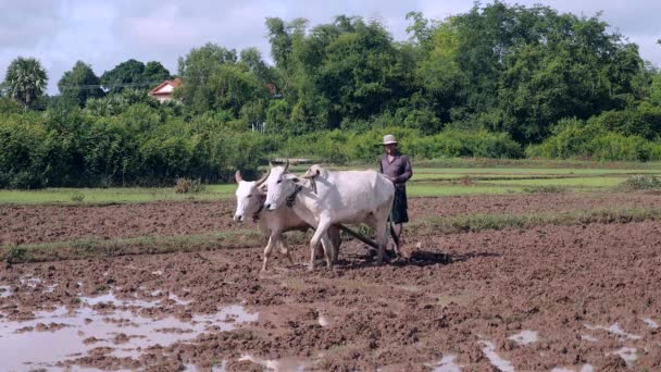 Perto Agricultor Arar Campo Paddy Com Par Zebus — Vídeo de Stock