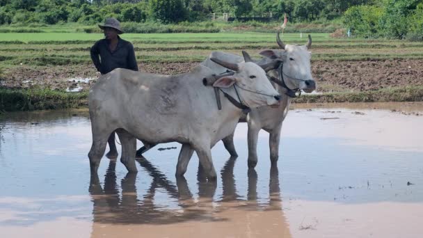 Farmář Break Kouření Cigaret Zároveň Orbu Rýžových Polí Pár Zebu — Stock video