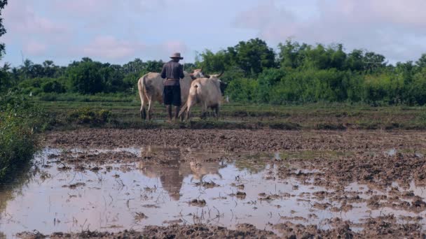 Farmer Plowing Paddy Field Couple Zebus — Stock Video