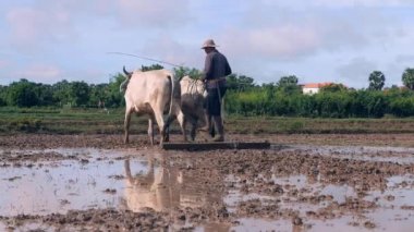 paddy tarlayı zebus bir çift ile çiftçinin yakın çekim