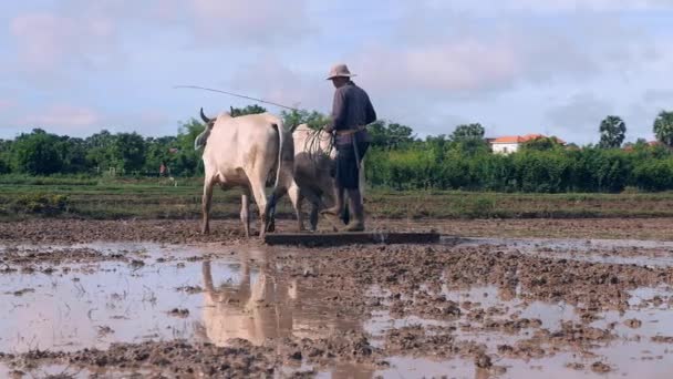 Крупным Планом Фермера Пахающего Рисовое Поле Парой Зебусов — стоковое видео