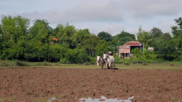 Farmer Plowing Pola Ryżowego Kilku Zebus — Wideo stockowe