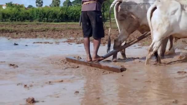Крупным Планом Фермера Пахающего Рисовое Поле Парой Зебусов — стоковое видео