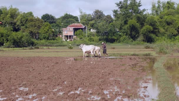 Paddy Yukarı Tekrar Zebus Bir Çift Ile Tarlayı Alarak Çiftçi — Stok video