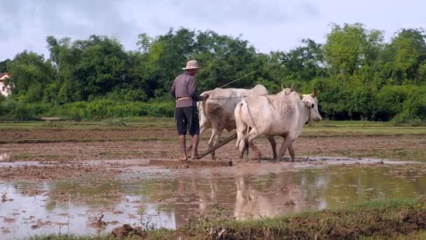 Agricultor Arar Campo Paddy Com Par Zebus — Vídeo de Stock