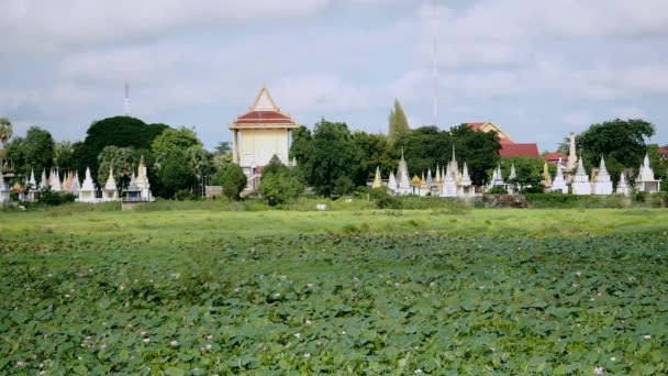 Pole Lotos Nelumbo Nucifera Pagody Jako Pozadí Pod Světla — Stock video