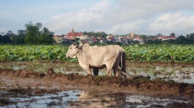 Pirinç çeltik alan lotus alanı önce plough sığır yan görünüm