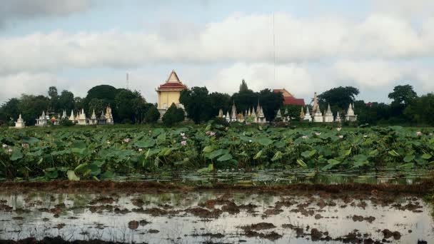 Lotusfeld Nelumbo Nucifera Und Pagode Unter Bewölktem Himmel — Stockvideo