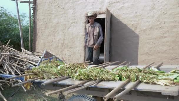 Agriculteur portant des feuilles de tabac à l'intérieur d'une étable à tabac pour le séchage au feu — Video