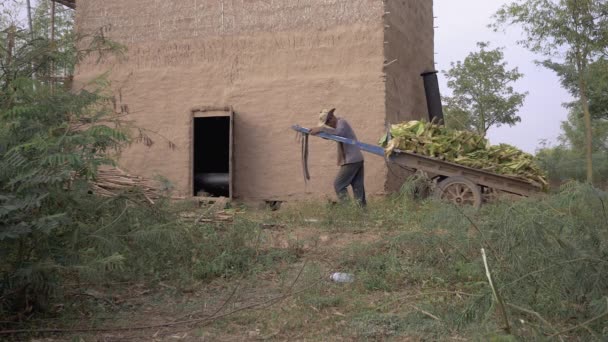 Agricultor montando un carro cargado con paquetes de tabaco cosechado deja a un granero de tabaco — Vídeos de Stock