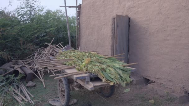 Agriculteur portant des feuilles de tabac à l'intérieur d'une étable à tabac pour le séchage au feu — Video