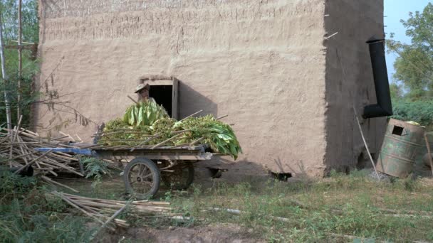 Farmář, přenášení tabáku listy uvnitř kalhotky pro léčení ohně — Stock video