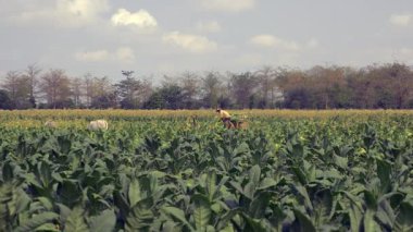 Tütün alanında ahşap sepeti üzerine bir çiftçi hasat tütün yükleme görünümünü mesafe bırakır