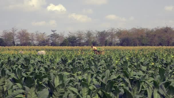 수확된 농부의 필드에 바구니에 — 비디오