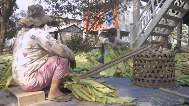 乾燥のための木の棒に葉をタバコの束を結ぶ地上の防水シートの上に座って女性のクローズ アップ — ストック動画