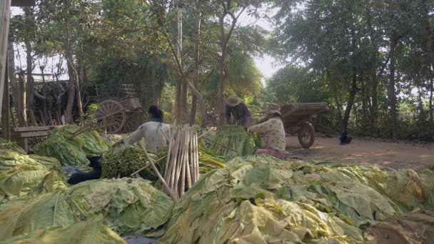 Женщины Привязывающие Пачки Табачных Листьев Деревянным Палочкам Сушки Фермеры Загружающие — стоковое видео