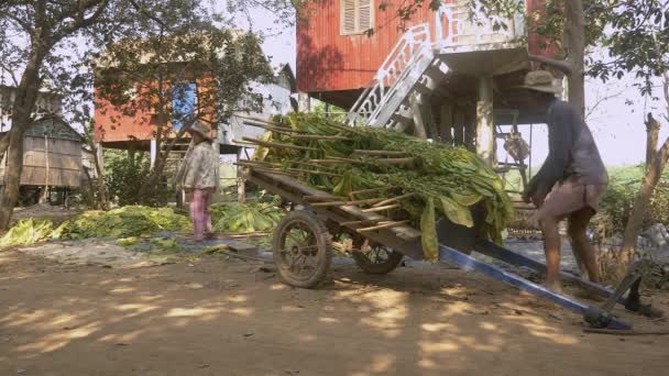 农民将成捆的烟草绑在农村地区他们的静屋前的一辆大车上 用木棍留下 — 图库视频影像