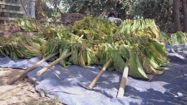 Paquetes Hojas Tabaco Atadas Palos Madera Para Secar Suelo Mujeres — Vídeos de Stock