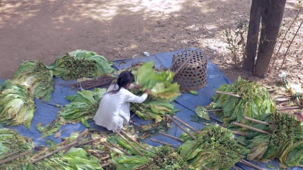 乾燥のための木の棒に葉の地面の防水シートの上にしゃがんで 収穫されたタバコの束を結ぶ女性の上部のビュー — ストック動画