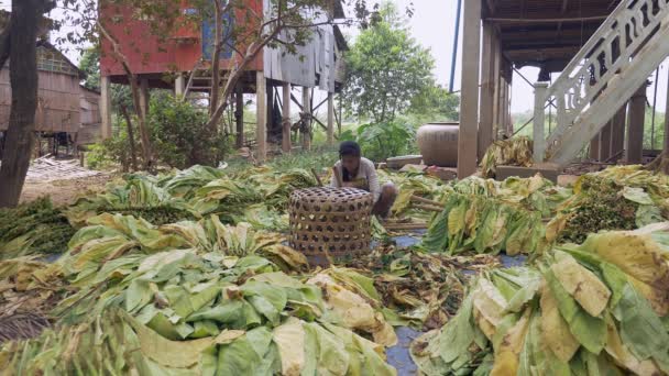 地面の防水シートの上に座って 収穫されたタバコの束を結ぶ女性の乾燥のための木の棒に葉します — ストック動画