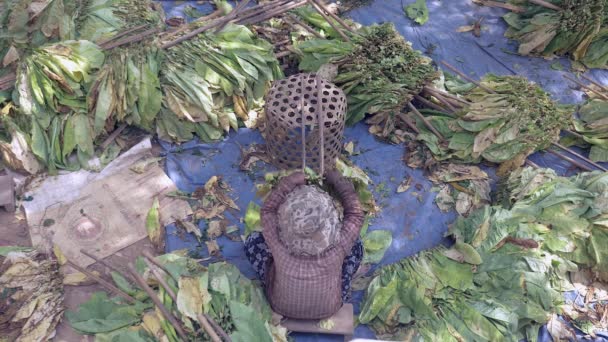 乾燥のための木の棒に葉の地面の防水シートの上に座って 収穫されたタバコの束を結ぶ女性のクローズ アップ ビュー — ストック動画