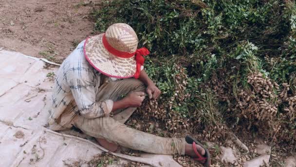 Vista Superior Agricultor Sentado Campo Arrancando Cacahuetes Las Plantas Cosechadas — Vídeo de stock