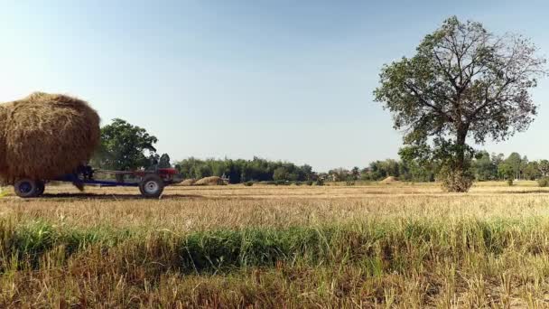 Zweirad Traktor Transportiert Schwere Ladung Reisstroh Über Das Feld — Stockvideo